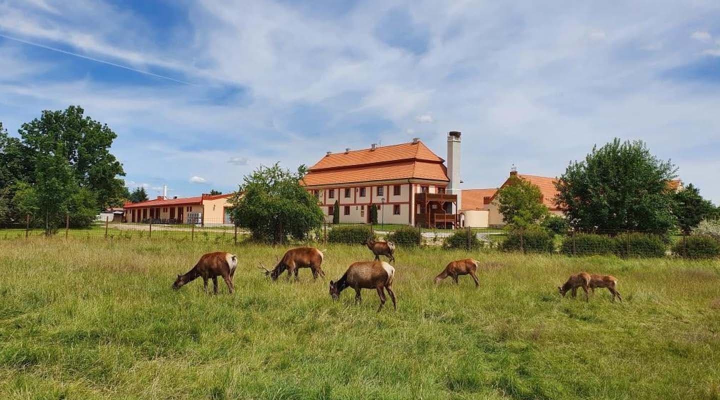 Safari Resort Hluboká u Borovan