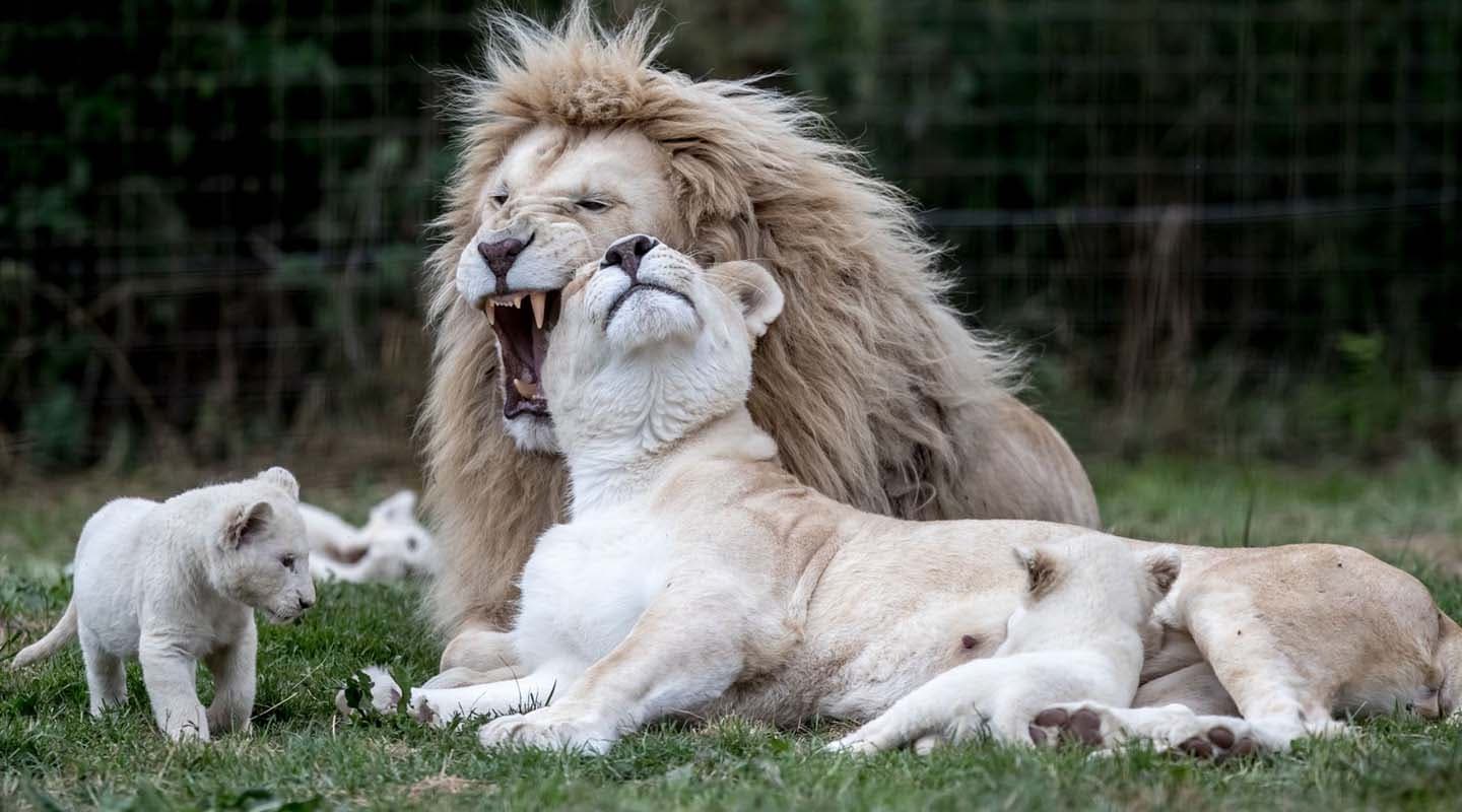 ZOO Dvorec