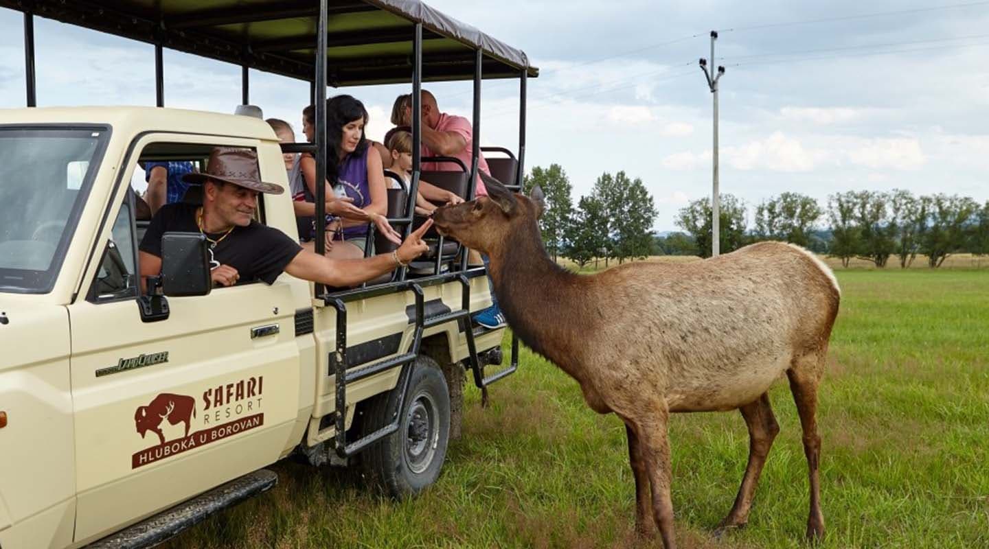 Safari